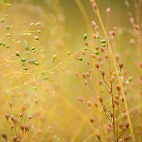 Camelina, a potential source for biofuels