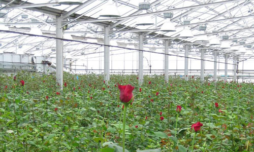 Biomass-powered greenhouse at Len Busch Roses