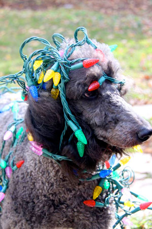 Lights attack defenseless poodle