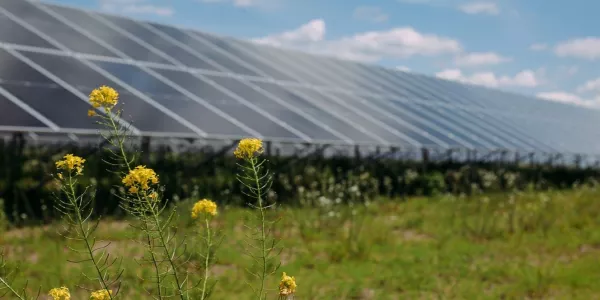 Yellow flowers bloom in front of a solar array under a blue sky.