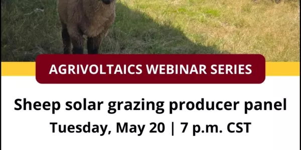 Webinar series photo showing sheep under solar panels