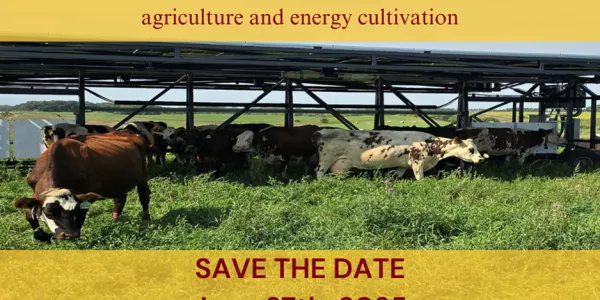 Agrivoltaics experience photo showing cows grazing under solar panels