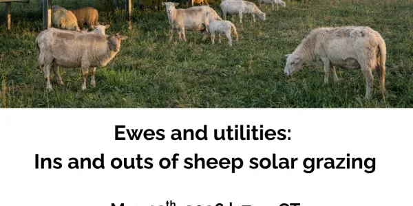 Sheep grazing under solar panels