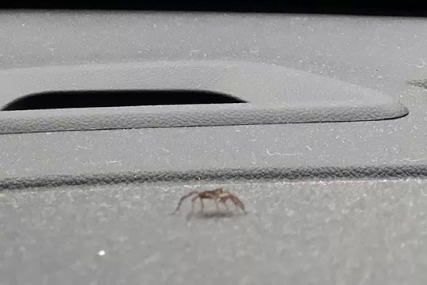 "spider" in car