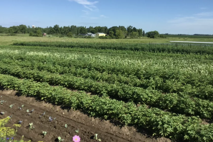 green agriculture farm scenery