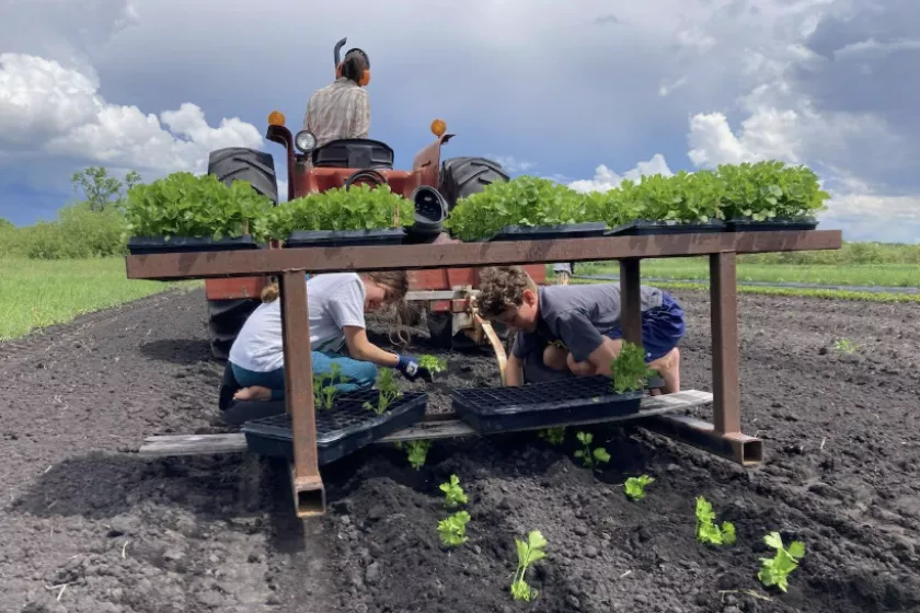 Group of planters placing crops in soil