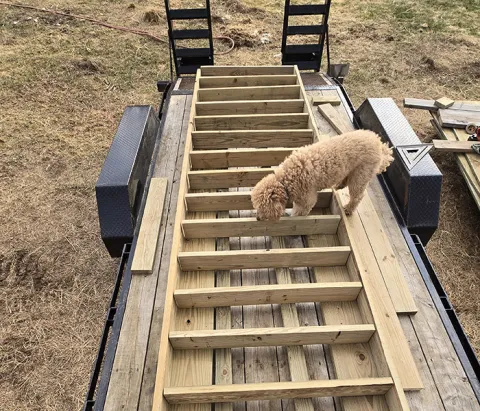 Dog with building materials