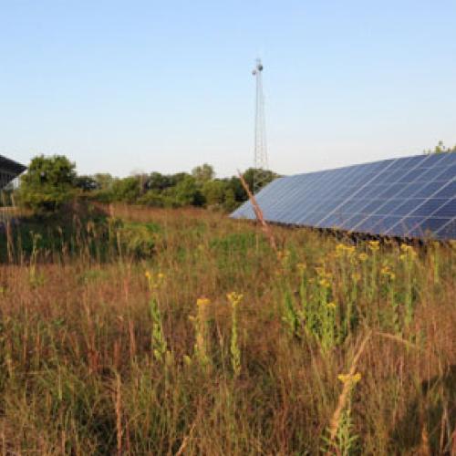 Pollinator-friendly prairie habitat around DNR solar installation