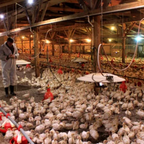 Langmo Bros Farm with new LED lighting