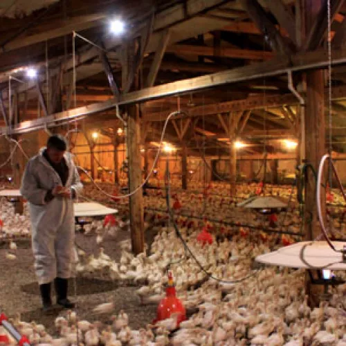 New LED lights in Langmo turkey barn