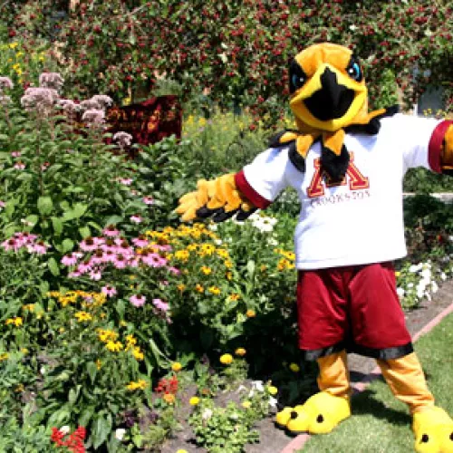 Regal the Eagle in Nature Nook