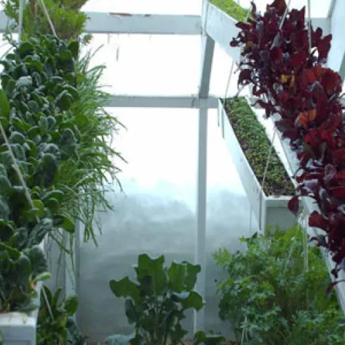 lettuce happily growing in a deep winter greenhouse
