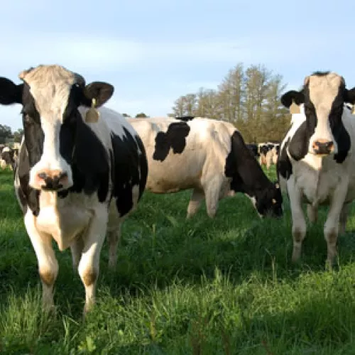 Happy cows
