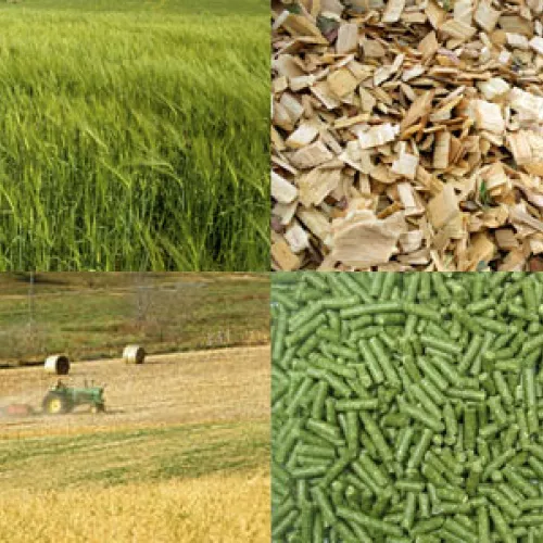 Biomass Feedstocks