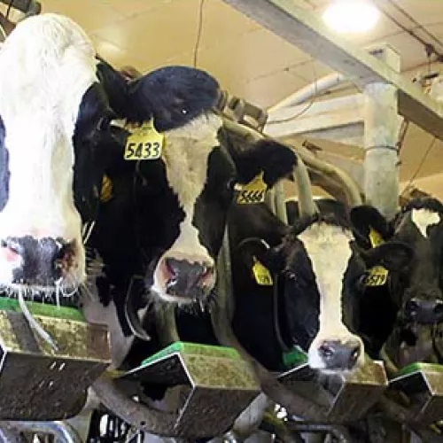 Dairy cows unharmed by LED lighting