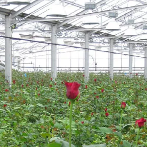 Biomass-powered greenhouse at Len Busch Roses