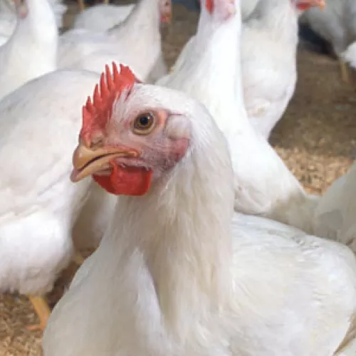 Chickens