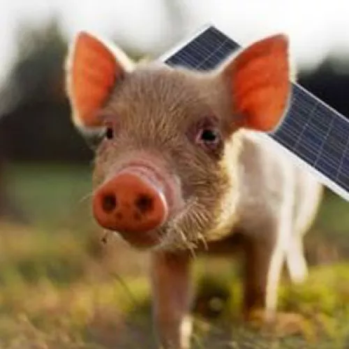 A cute little solar piglet
