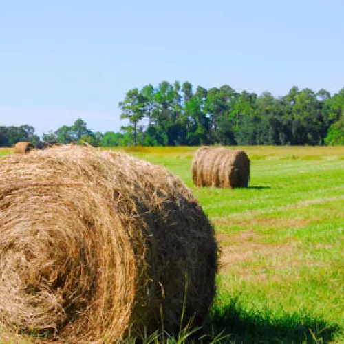 hay bales in field