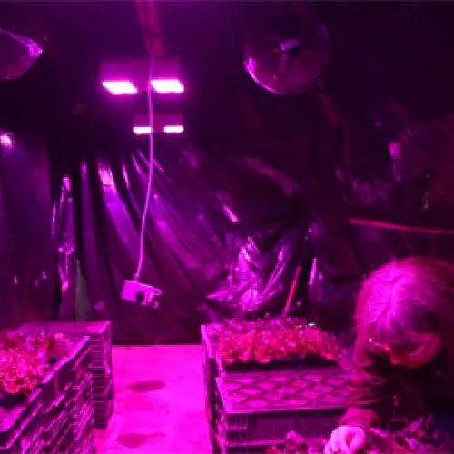 LED Greenhouse lighting used during the study