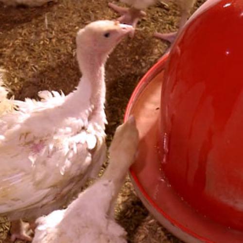 Turkeys on the energy-efficient Zimmerman farm in Northfield