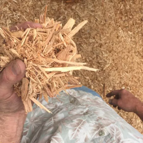 Viking Company owner Bill Koenig of Albany, MN with a handfull of wood chips that will soon be used to heat one of his broiler chicken barns
