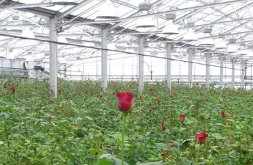 Biomass-powered greenhouse at Len Busch Roses