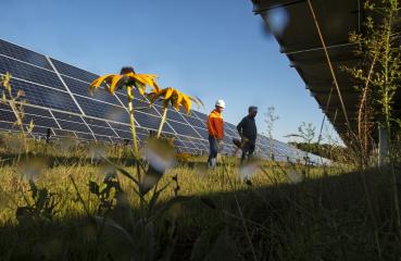 solar for pollinators