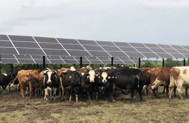 cows under solar panels