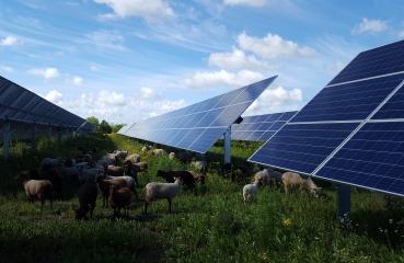Enel Aurora solar grazing sheep