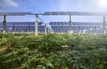 agrivoltaics