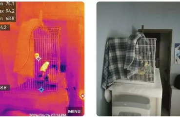 side by side picture