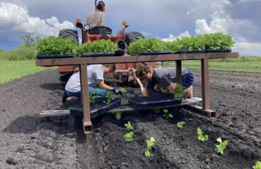 Group of planters placing crops in soil