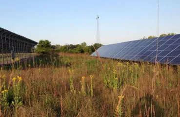 Pollinator-friendly prairie habitat around DNR solar installation