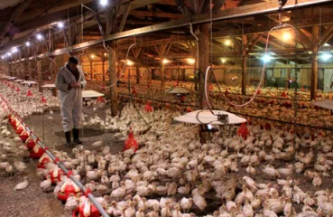 LED lighting in Lango farms barn
