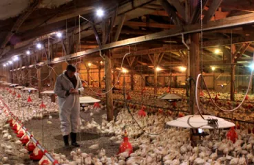 New LED lights in Langmo turkey barn