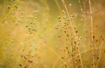 Camelina, a potential source for biofuels