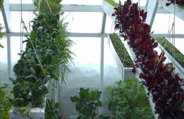 lettuce happily growing in a deep winter greenhouse