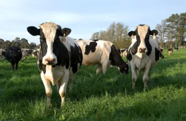 Happy cows