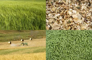 Biomass Feedstocks