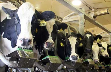 Dairy cows unharmed by LED lighting