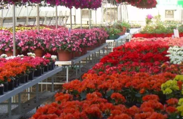Otten Bros. Flower Farm in Delano, MN added solar with PACE
