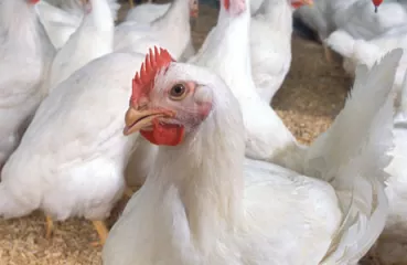 Chickens