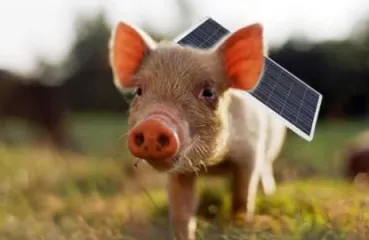 A cute little solar piglet