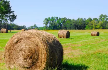 hay bales in field