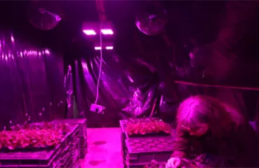 LED Greenhouse lighting used during the study