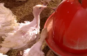 Turkeys on the energy-efficient Zimmerman farm in Northfield