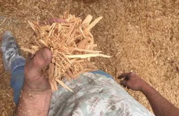 Viking Company owner Bill Koenig of Albany, MN with a handfull of wood chips that will soon be used to heat one of his broiler chicken barns