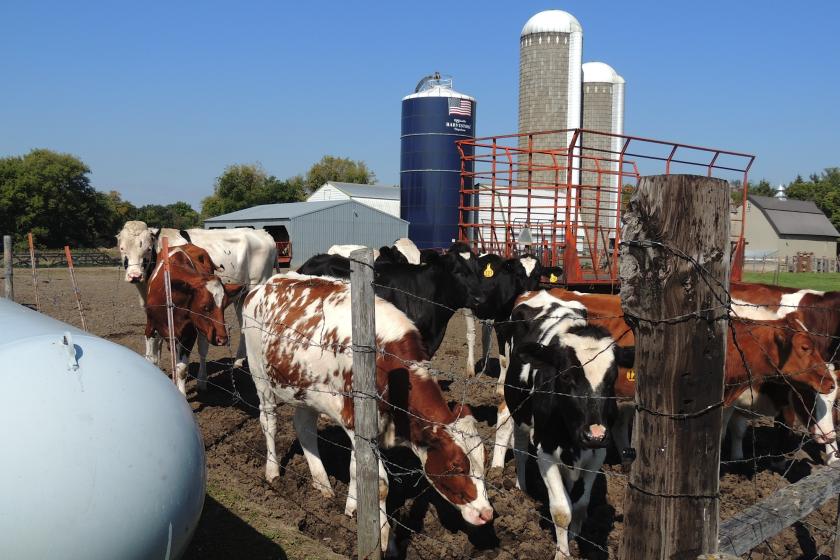 cows on popp farm