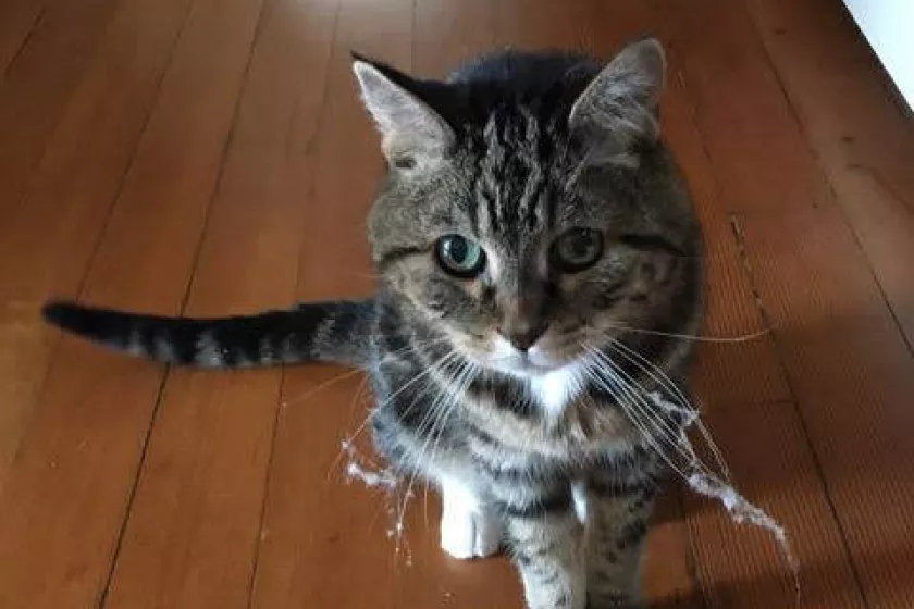 cat